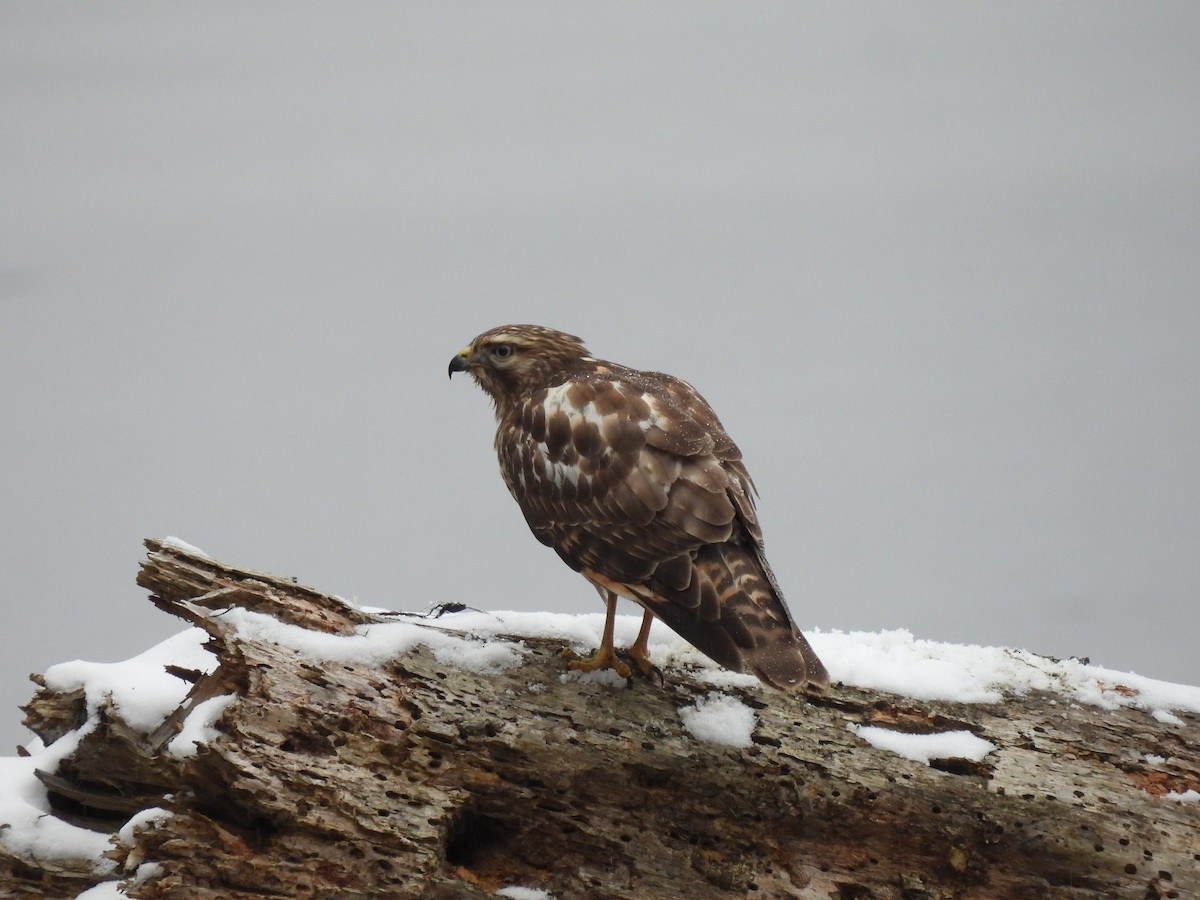 Red-shouldered Hawk - ML613527840