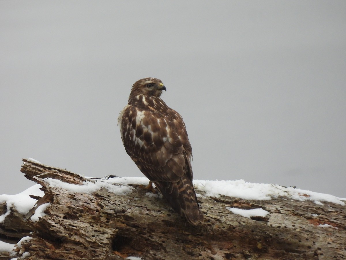 Red-shouldered Hawk - ML613527841