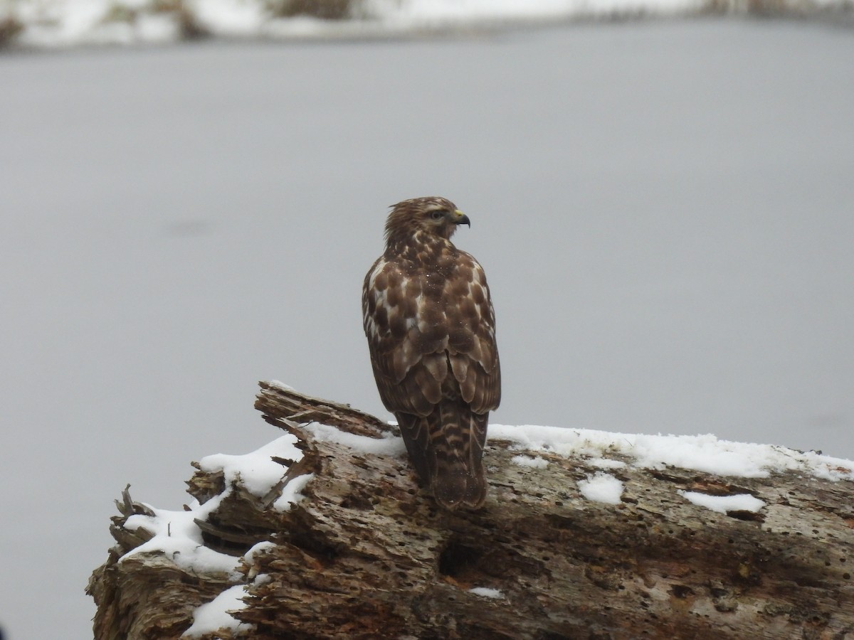 Red-shouldered Hawk - ML613527842