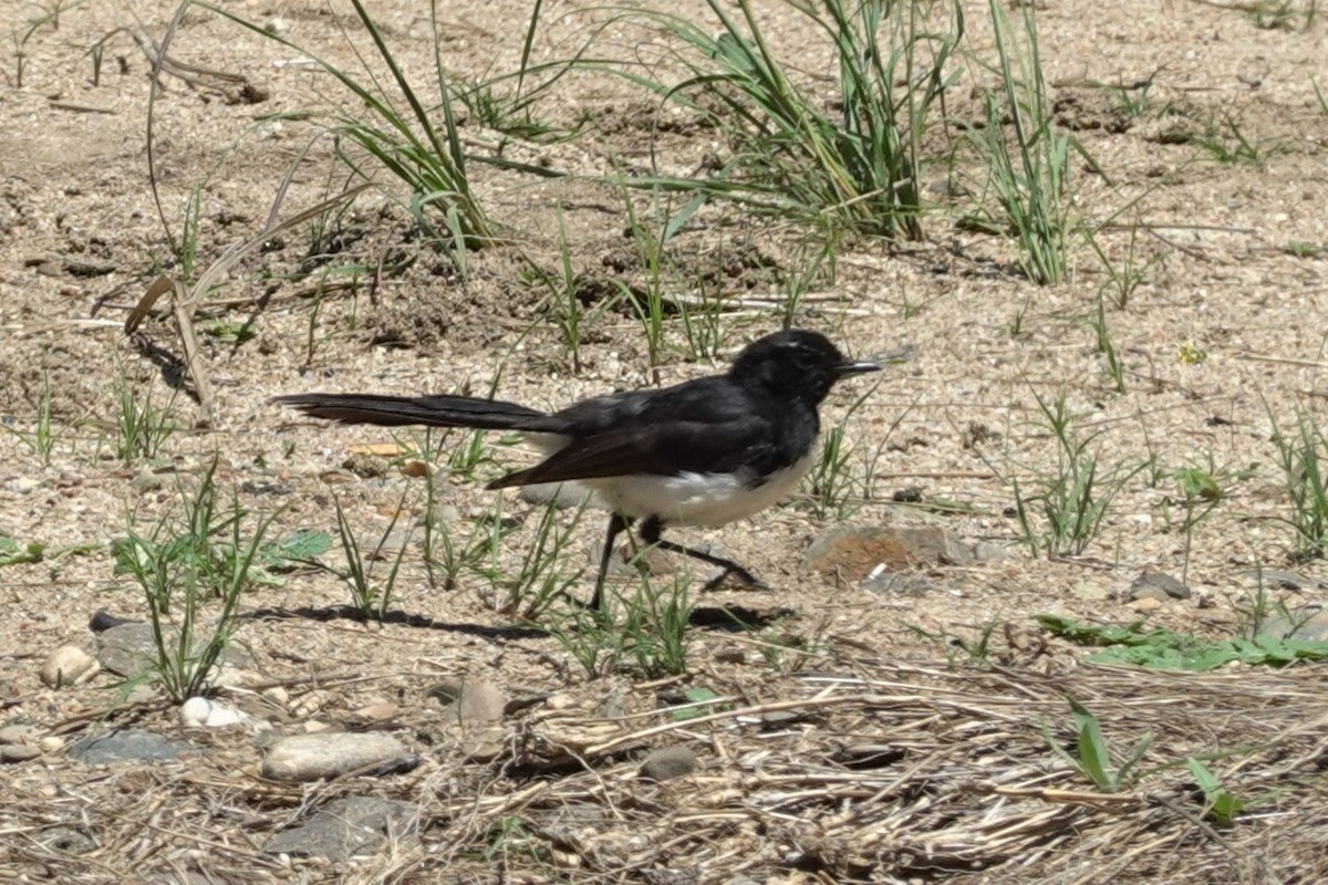 Willie-wagtail - ML613527899