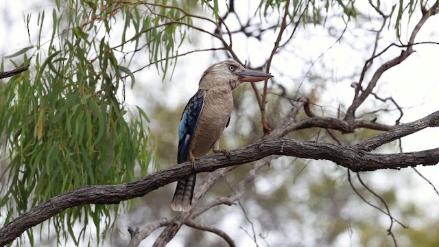 Blue-winged Kookaburra - ML613527900