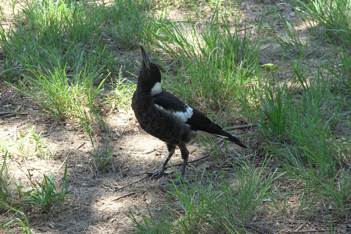Australian Magpie (Black-backed) - ML613527920