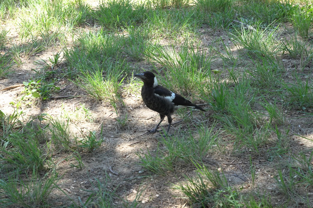 Australian Magpie (Black-backed) - ML613527924