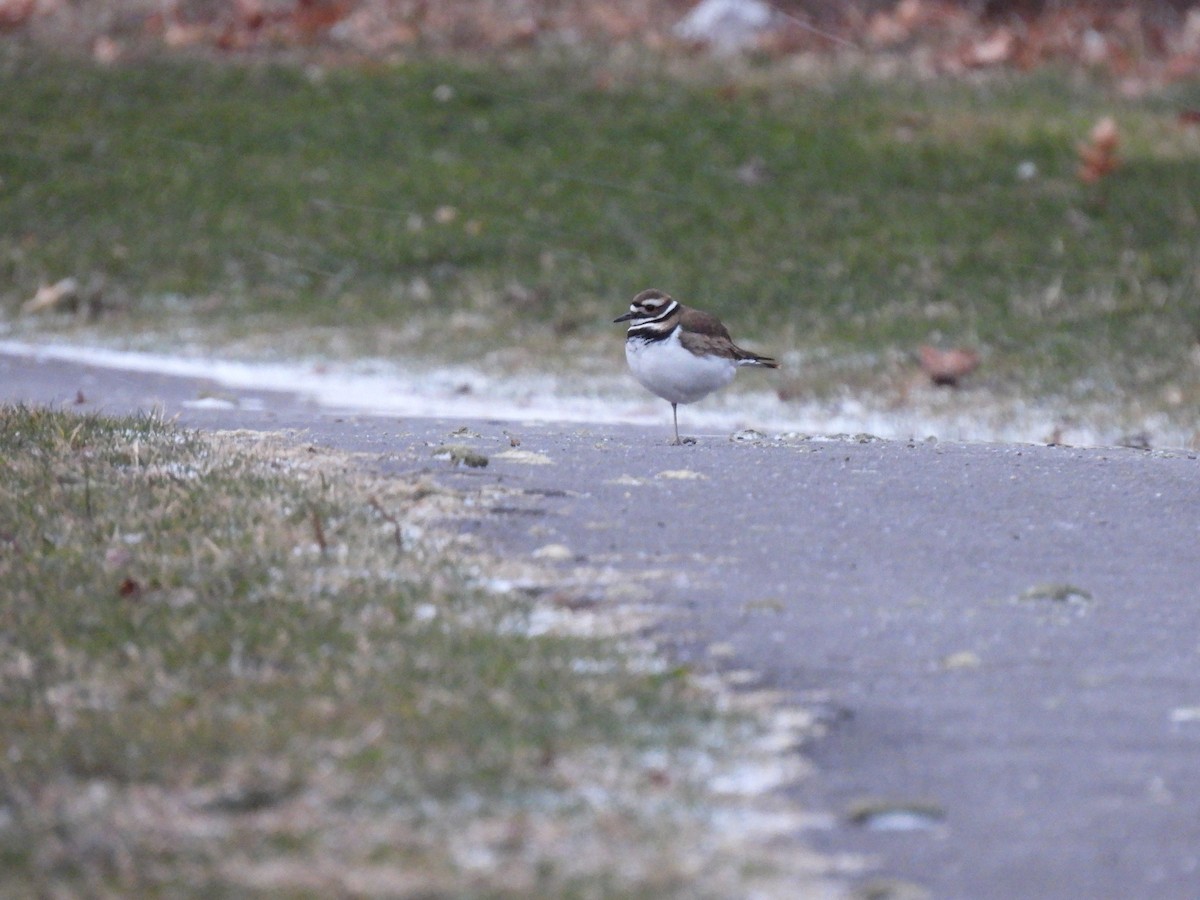 Killdeer - ML613527941