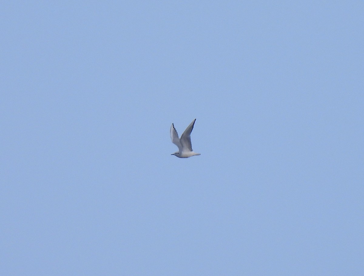 Bonaparte's Gull - ML613527950