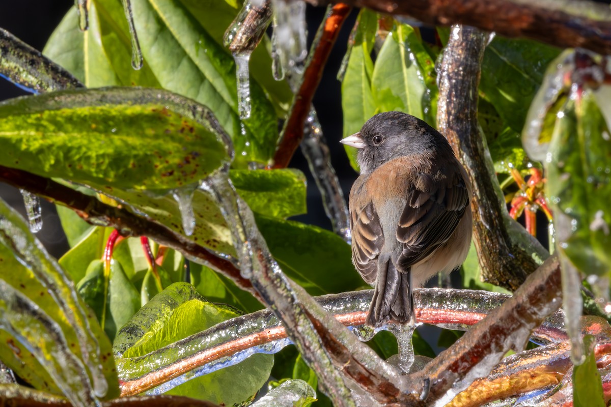 Junco ardoisé (groupe oreganus) - ML613527993