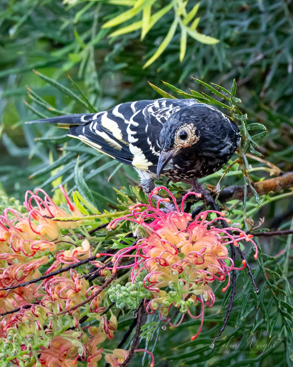 Regent Honeyeater - ML613528049