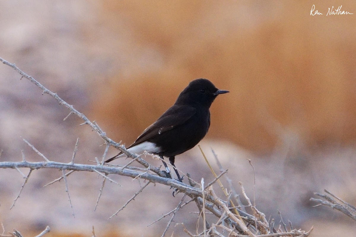 Mourning Wheatear (Basalt) - ML613528102