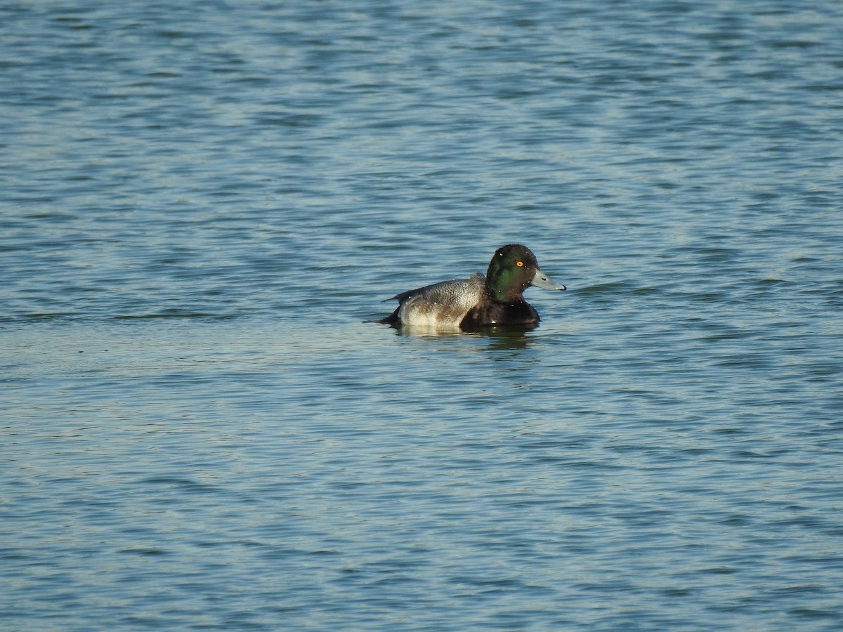 Greater Scaup - Patricia Bazany