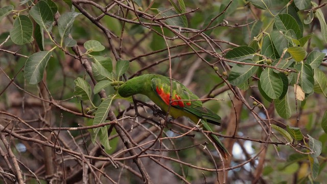 Papagayo Alirrojo - ML613528122