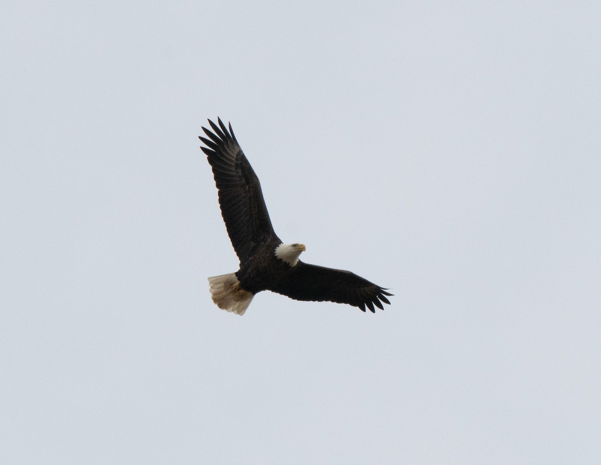 Bald Eagle - ML613528158