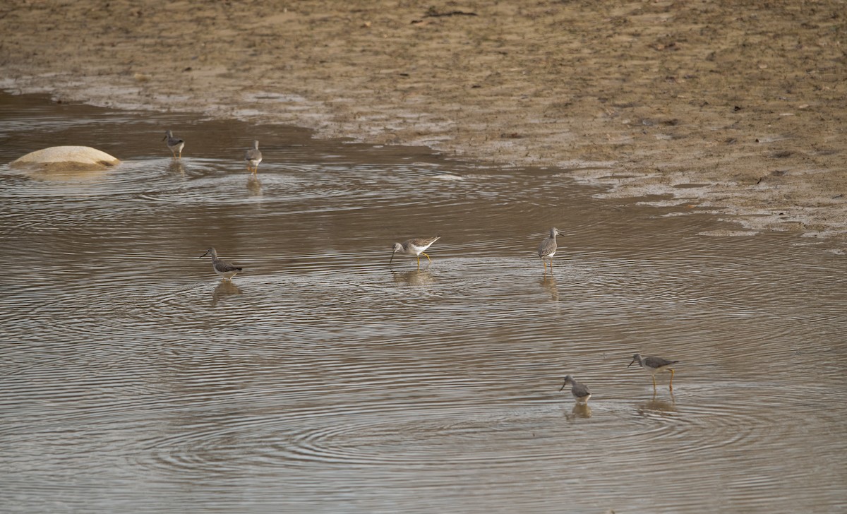 Greater Yellowlegs - ML613528178