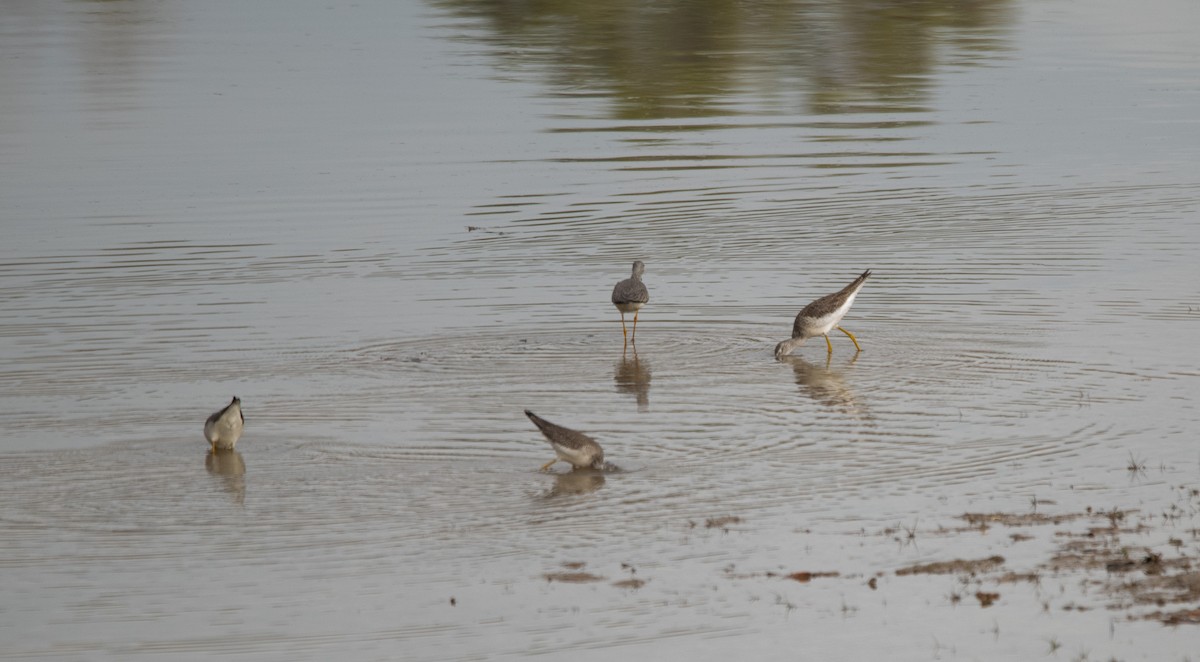 Greater Yellowlegs - Gary Warner