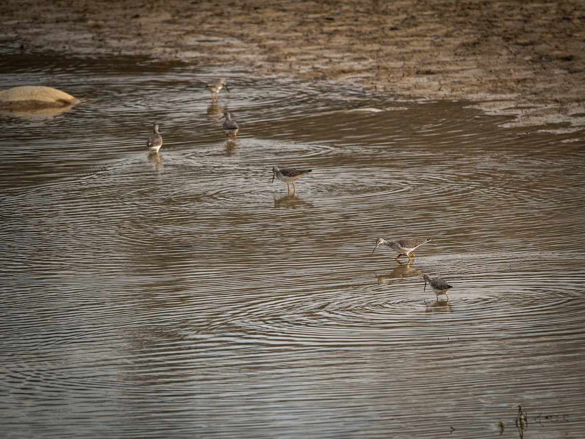 Greater Yellowlegs - ML613528186