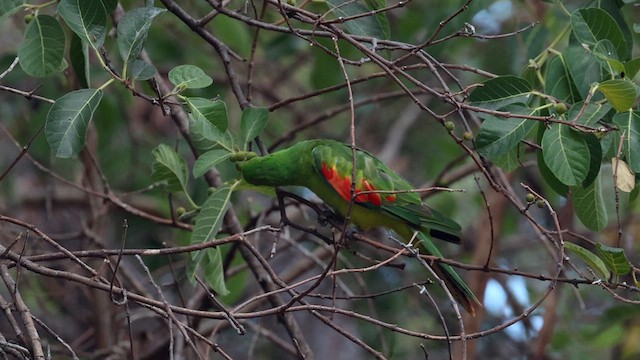 Red-winged Parrot - ML613528246