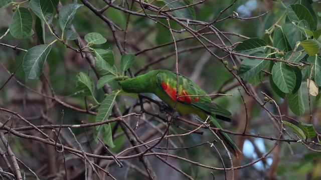 Papagayo Alirrojo - ML613528246