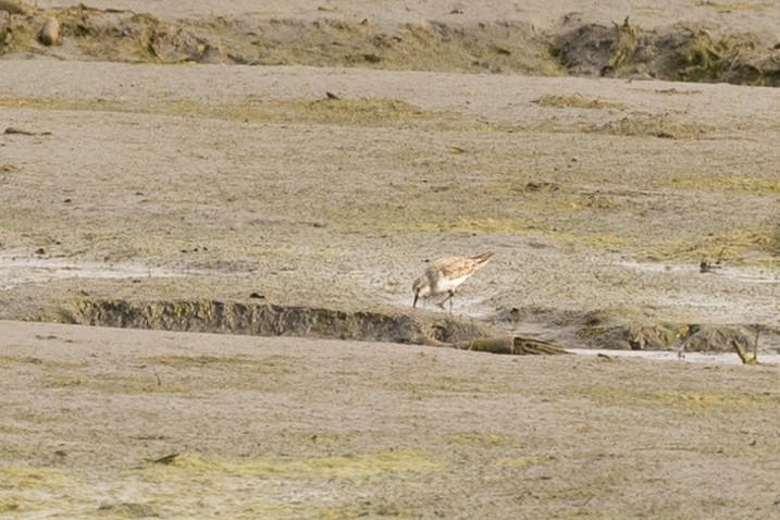 Rotkehl-Strandläufer - ML613528377