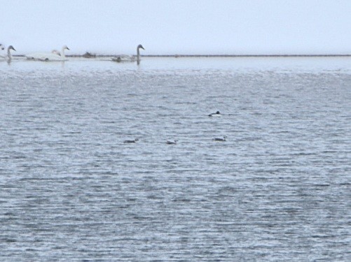 Long-tailed Duck - ML613528466