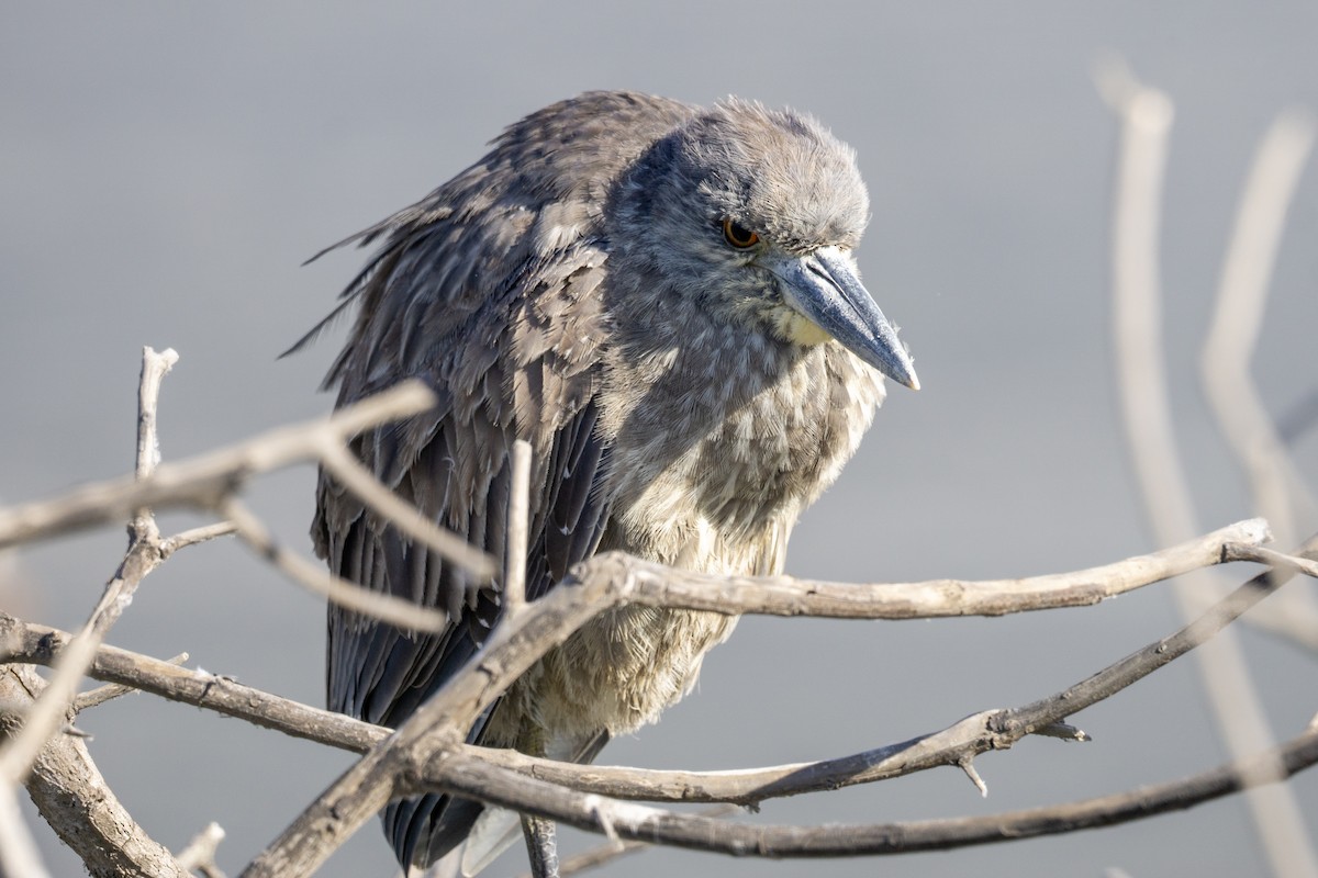 Yellow-crowned Night Heron - ML613528499