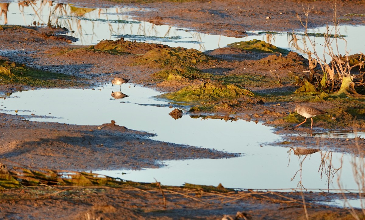 Little Stint - ML613528616