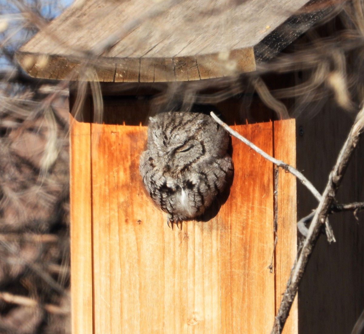 Western Screech-Owl - ML613528618