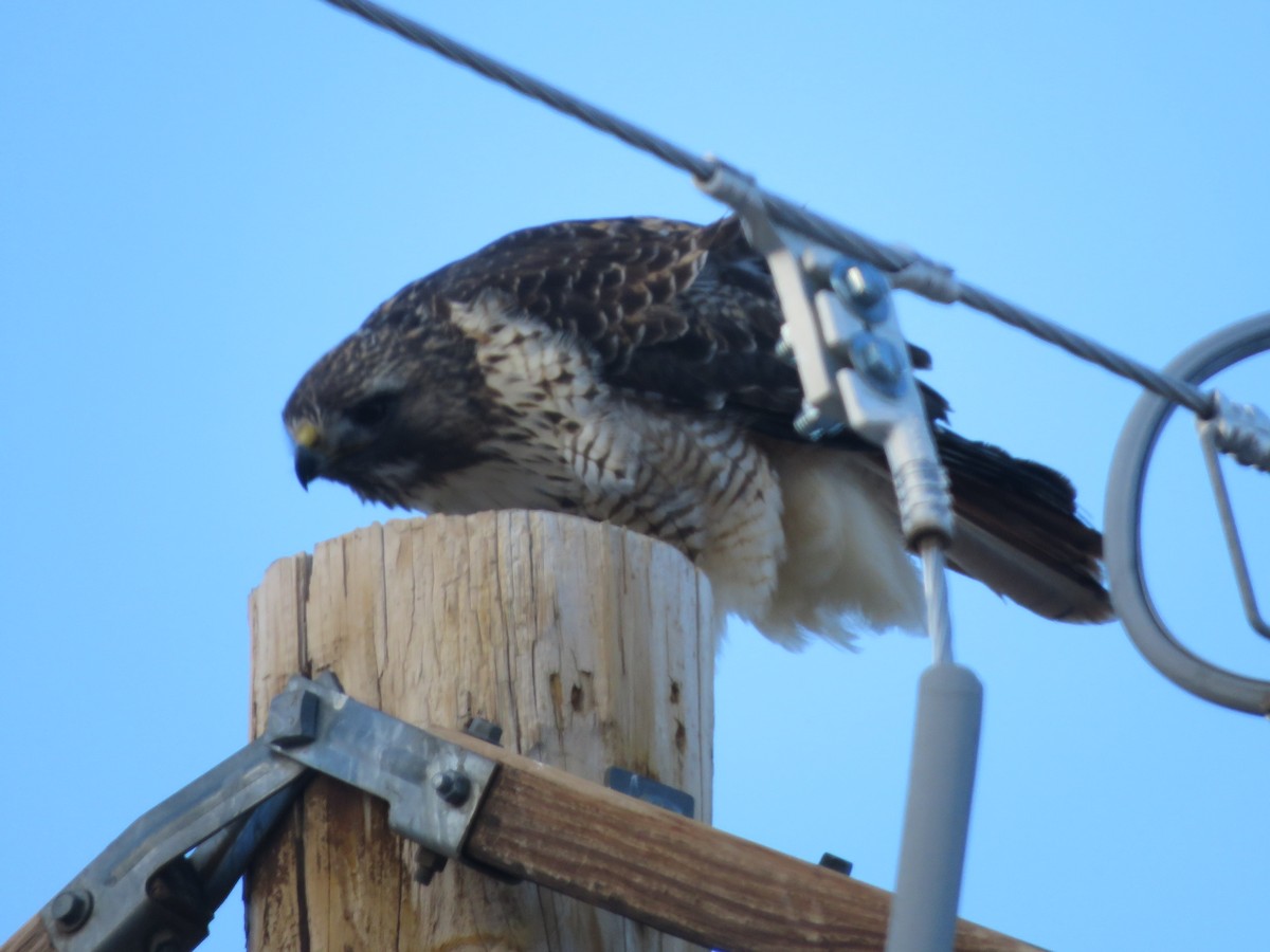 Red-tailed Hawk - ML613528640