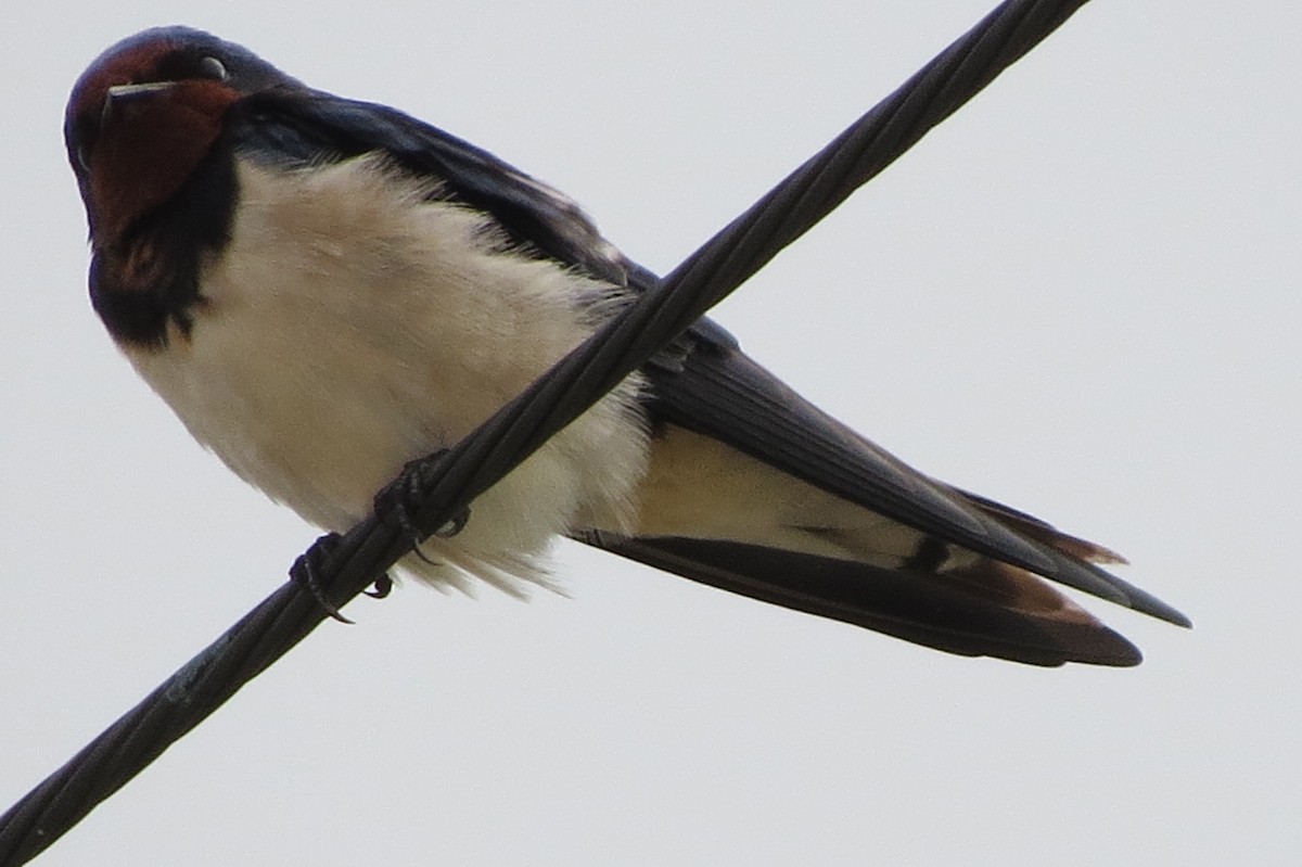 Barn Swallow - ML613528737
