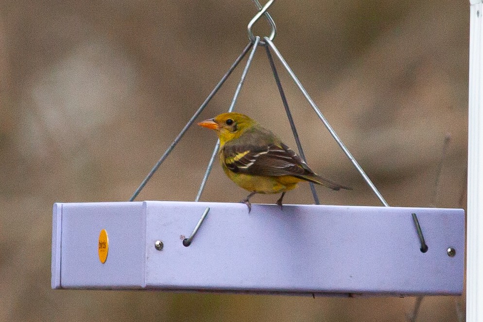 Western Tanager - ML613528739