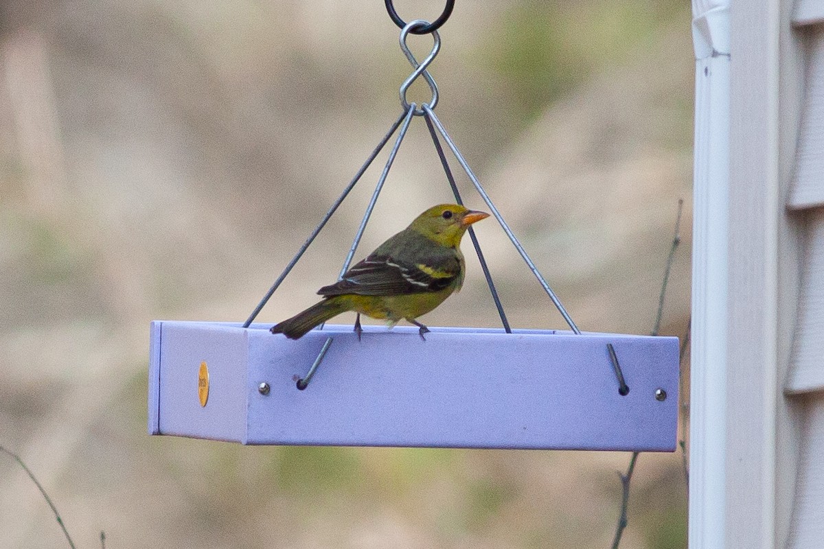 Western Tanager - ML613528740