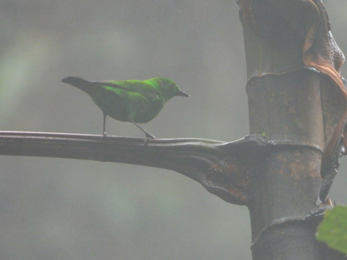 Glistening-green Tanager - ML613528749