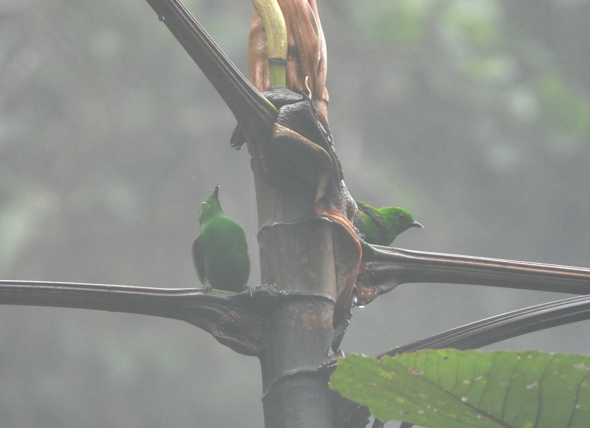 Glistening-green Tanager - ML613528750