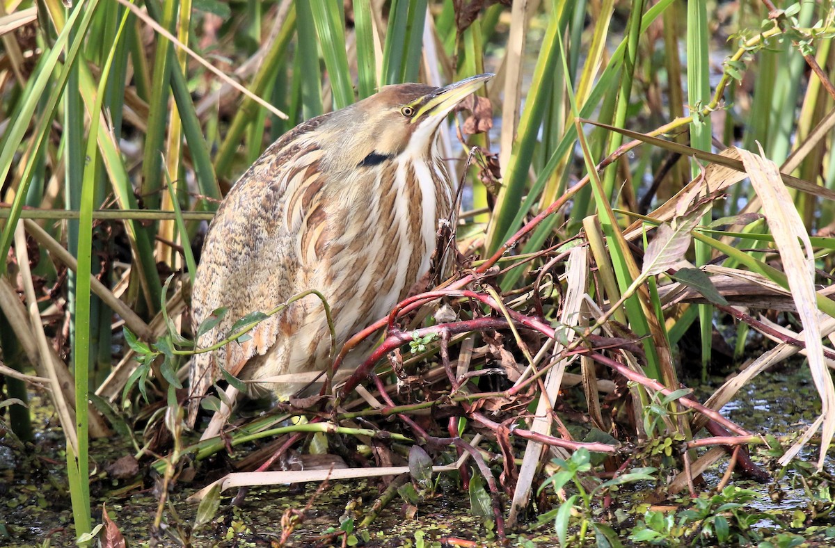 American Bittern - ML613528857