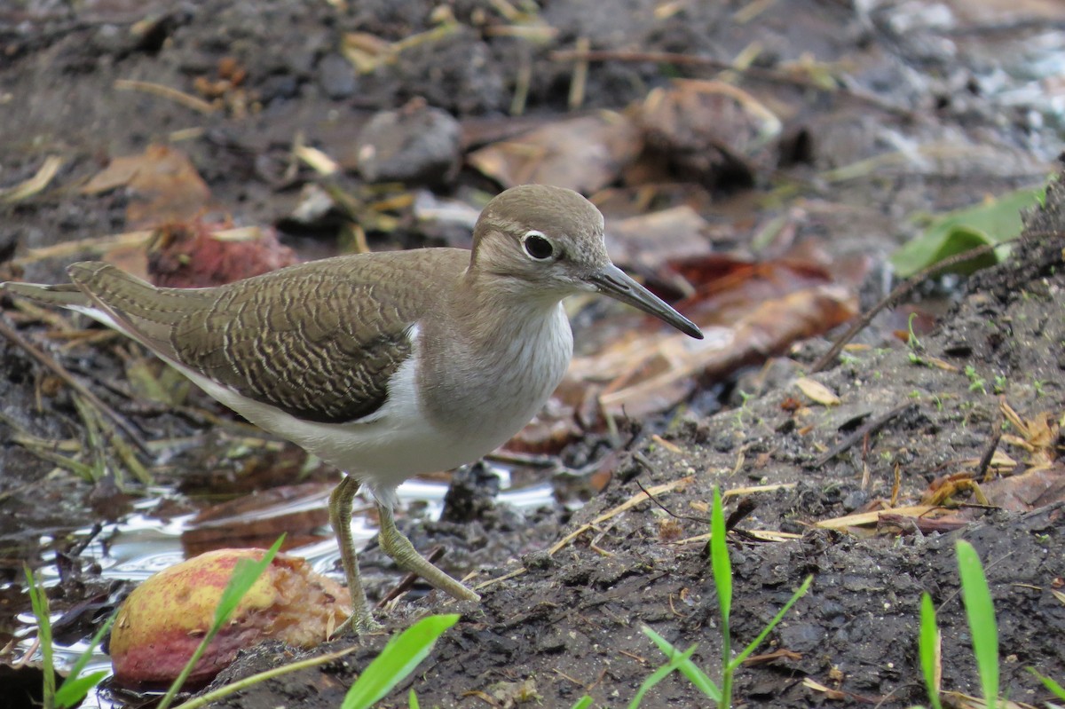 Common Sandpiper - ML613528933