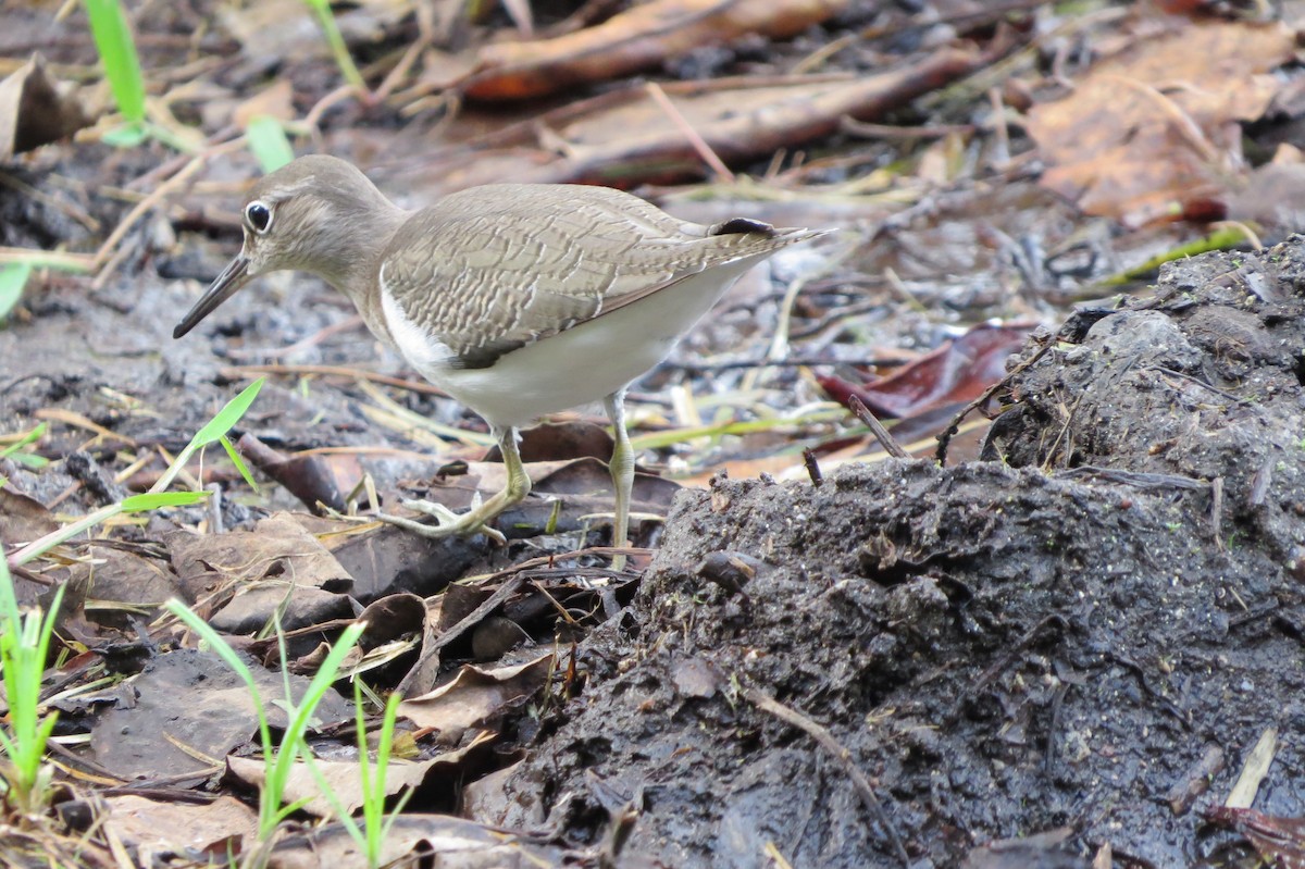 Common Sandpiper - ML613528940