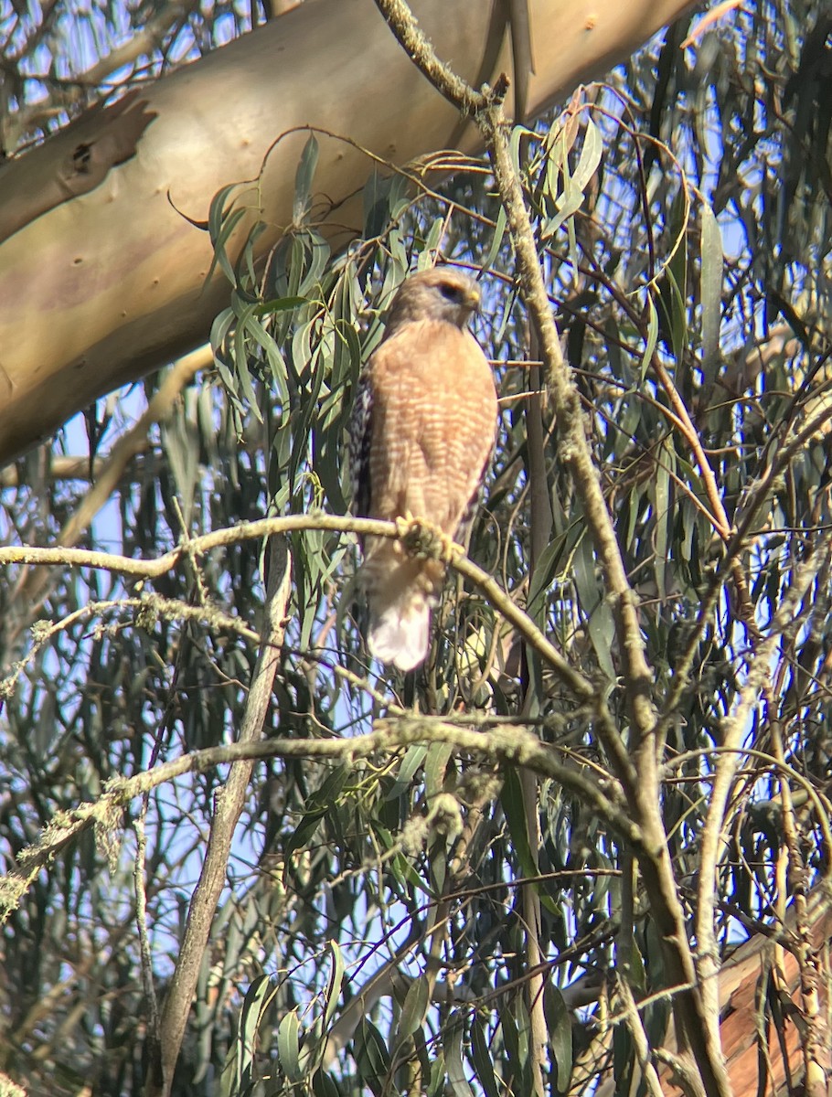 Red-shouldered Hawk - ML613528943