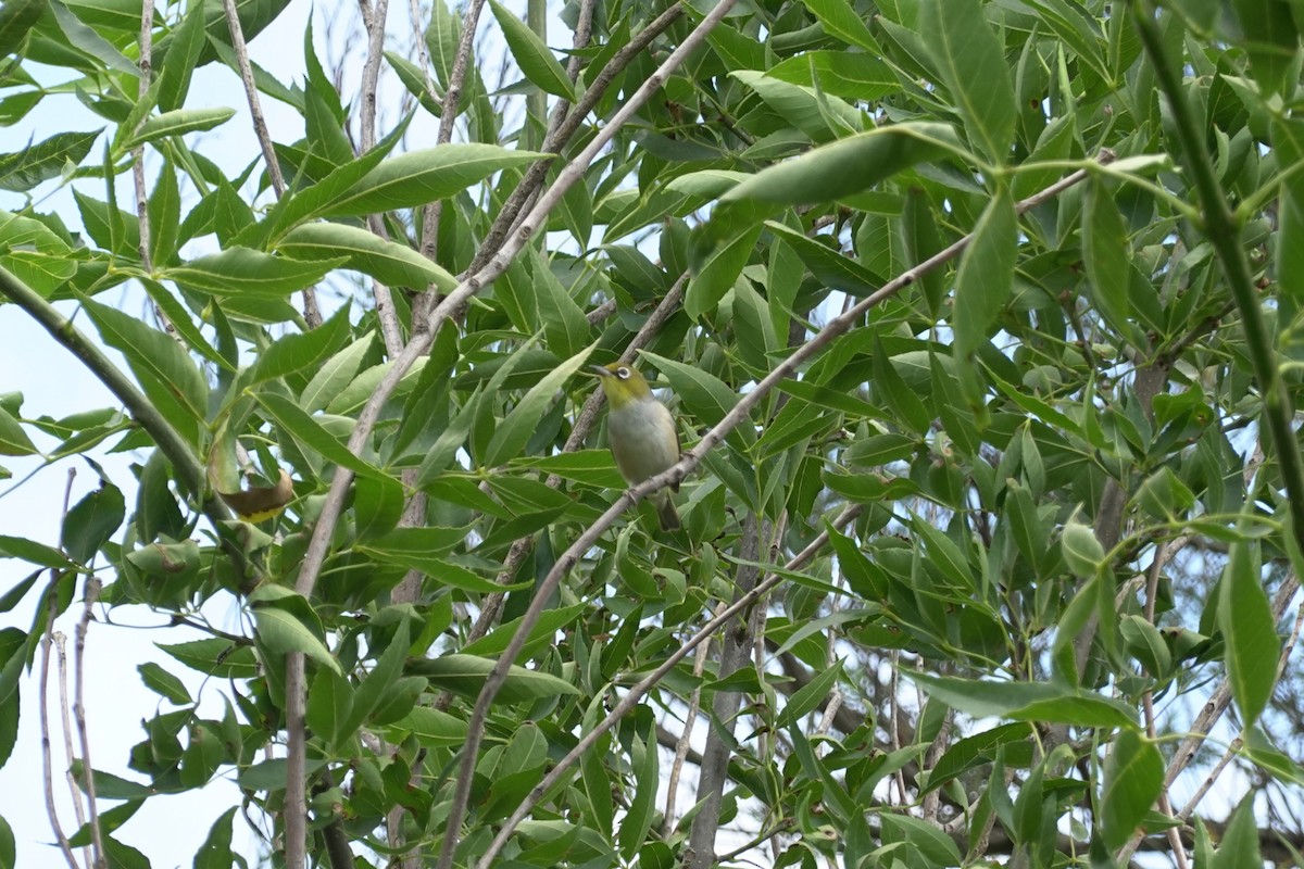 Anteojitos Dorsigrís - ML613528960