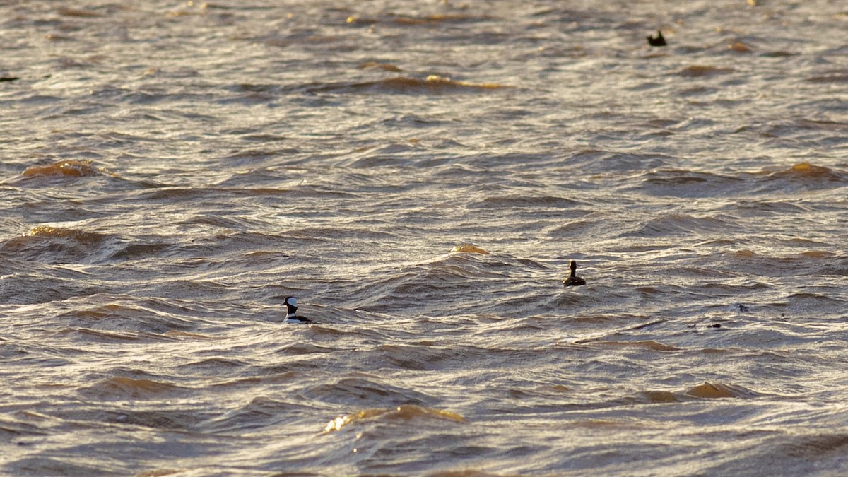 Bufflehead - ML613528990