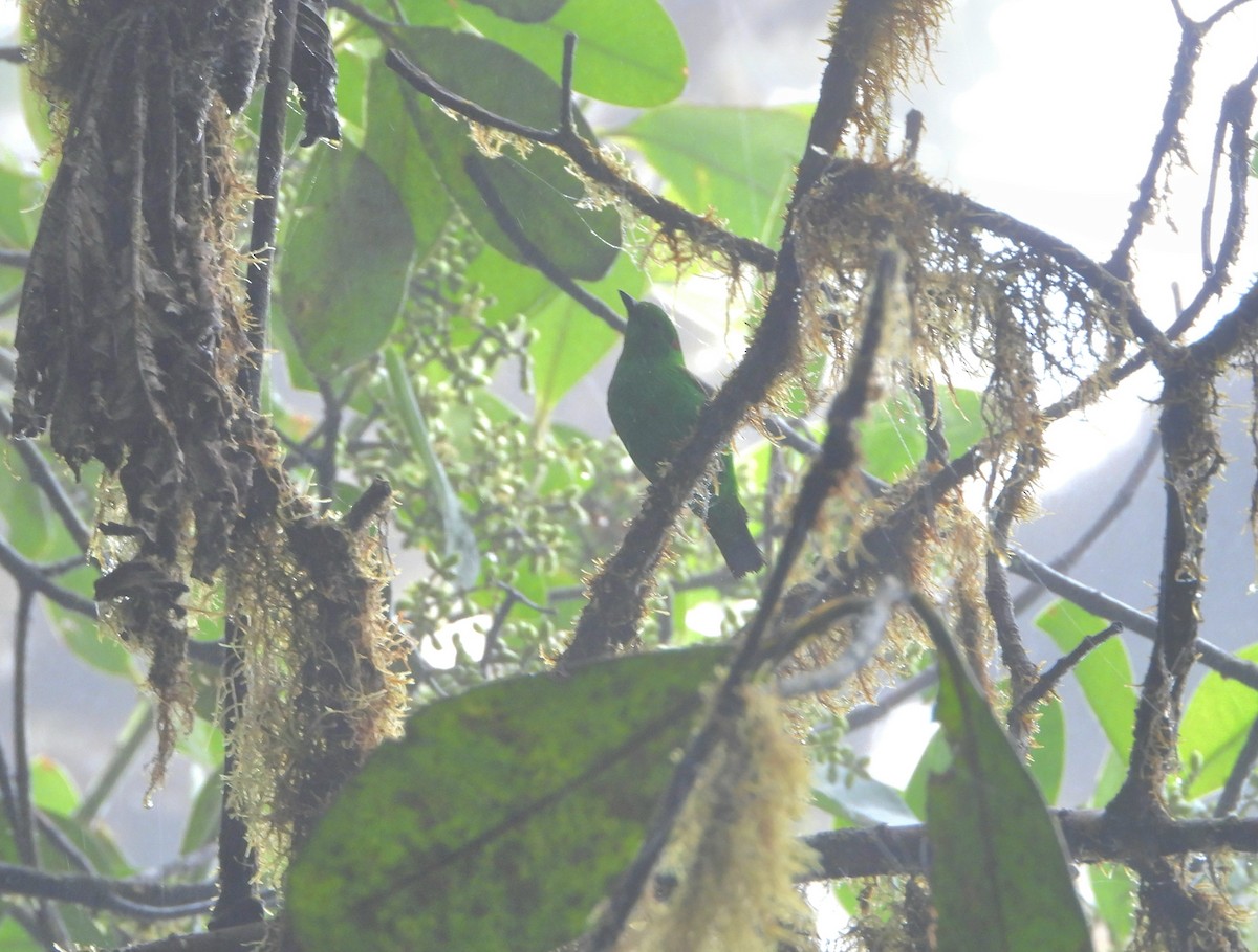 Glistening-green Tanager - ML613528995