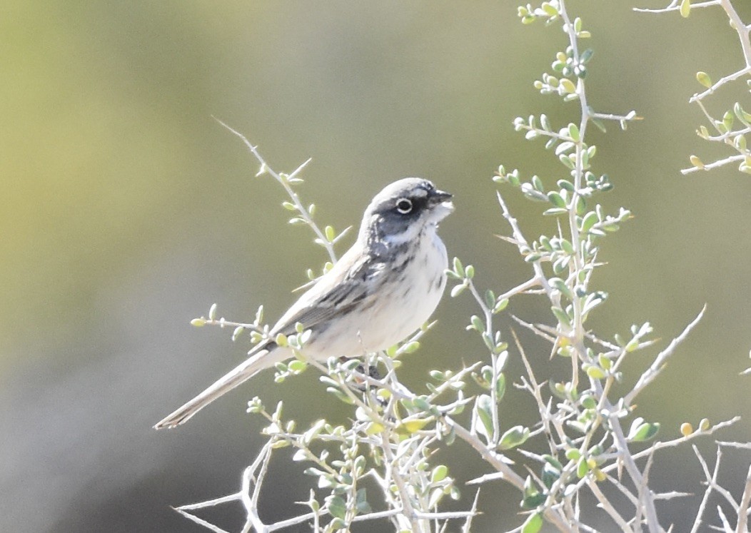 Sagebrush/Bell's Sparrow (Sage Sparrow) - ML613529064