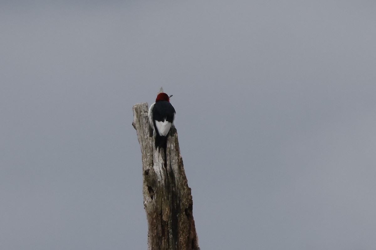 Red-headed Woodpecker - ML613529065