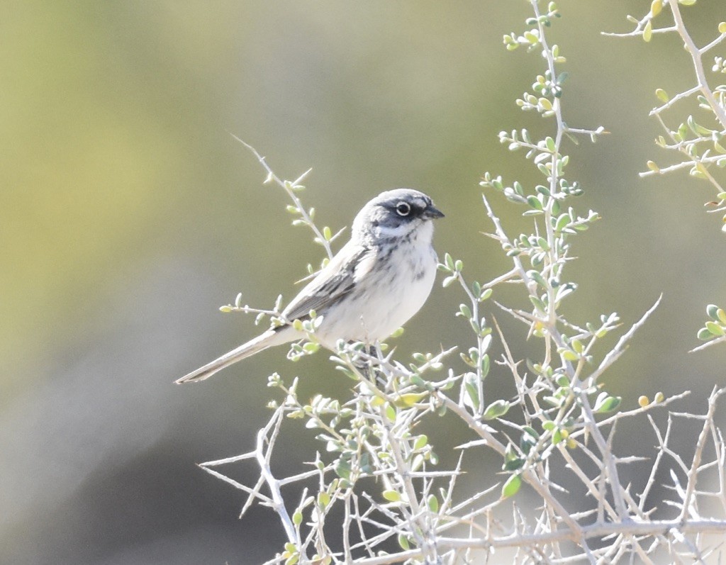 Sagebrush/Bell's Sparrow (Sage Sparrow) - ML613529083