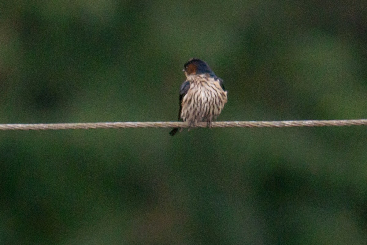 Striated Swallow - ML613529096