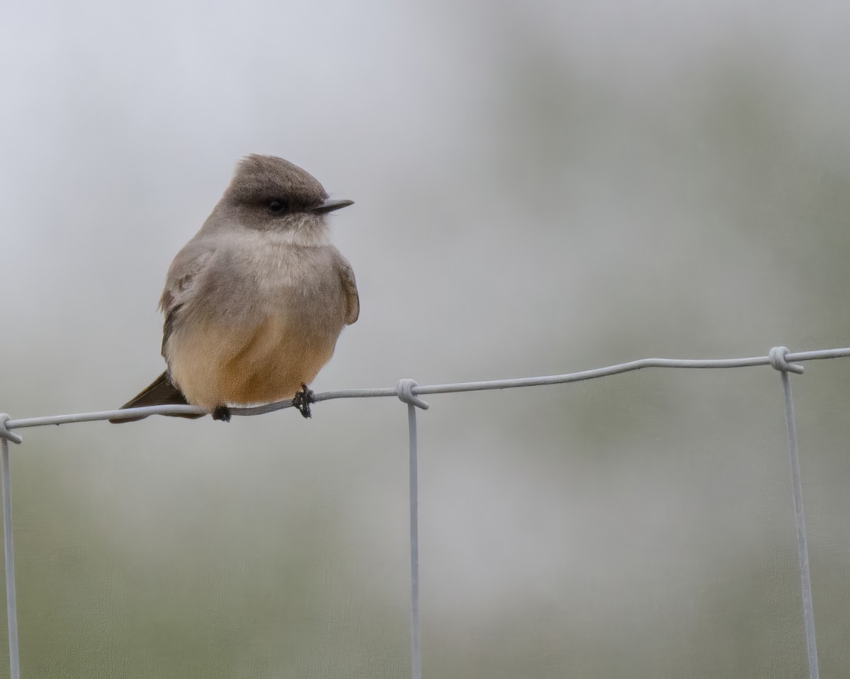 Say's Phoebe - ML613529100