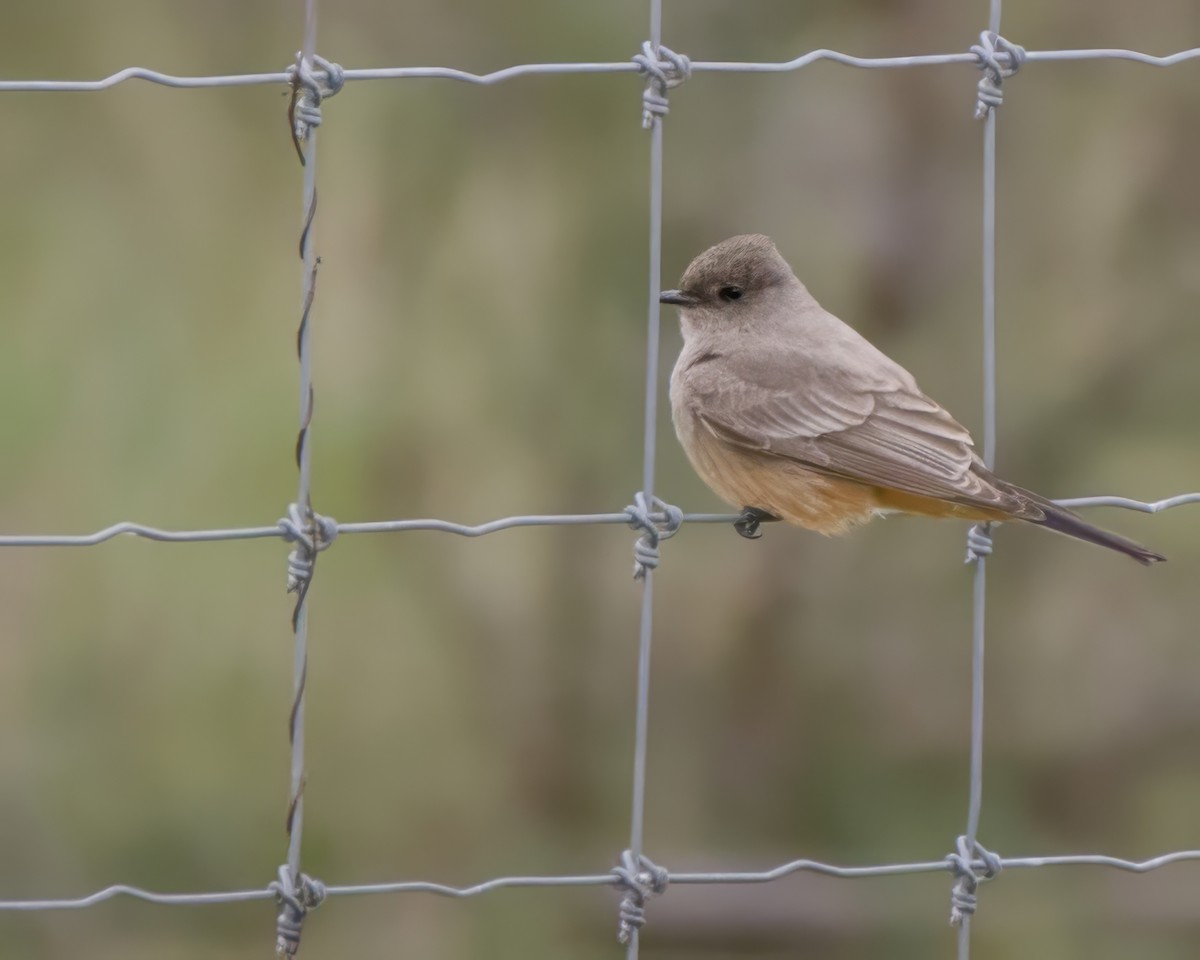 Say's Phoebe - ML613529101