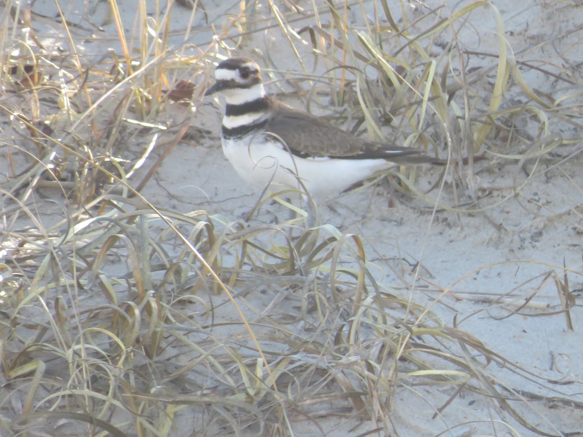 Killdeer - ML613529109