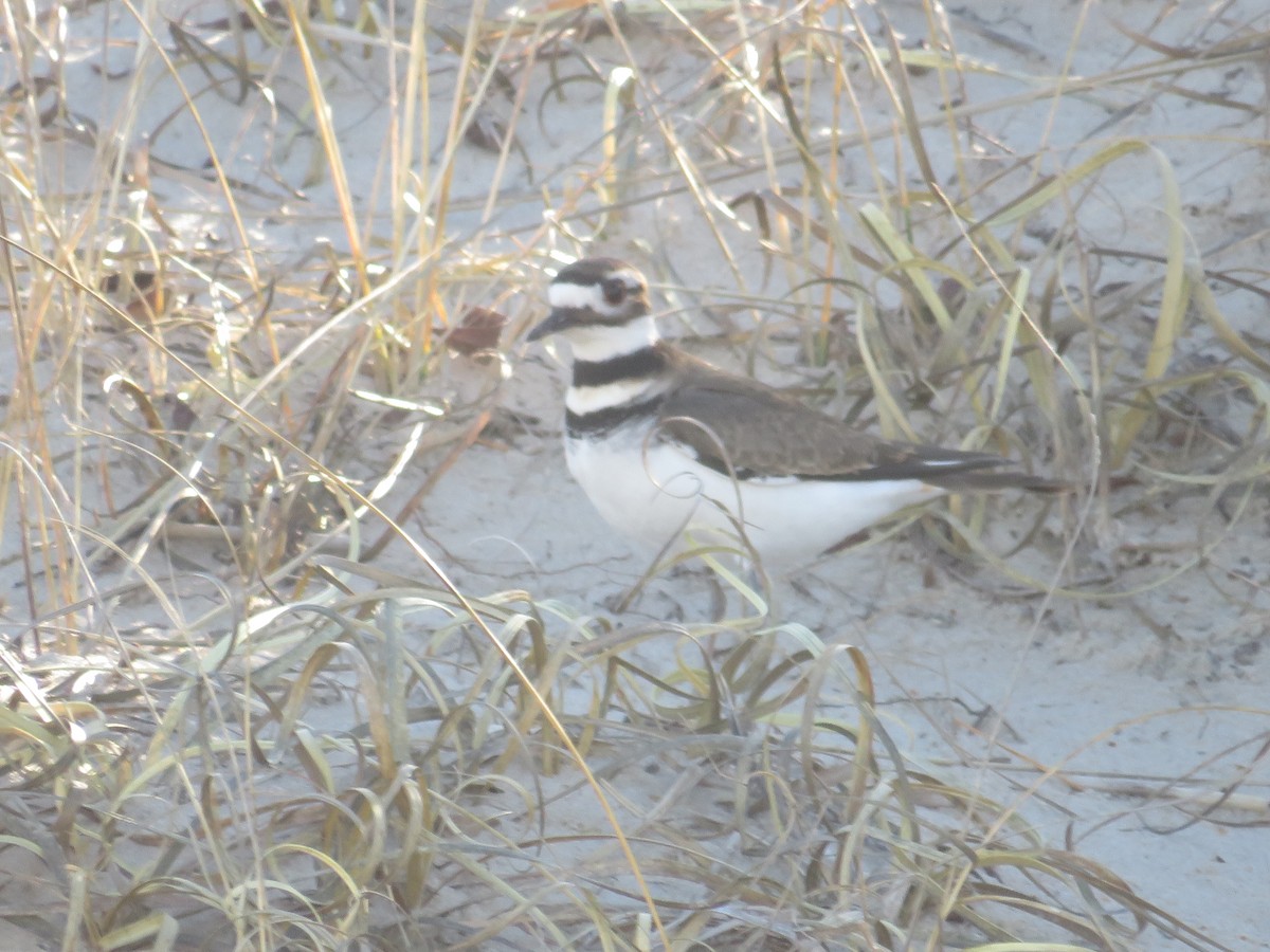 Killdeer - ML613529110