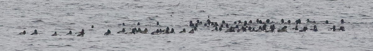 Ring-necked Duck - Rick Brigham