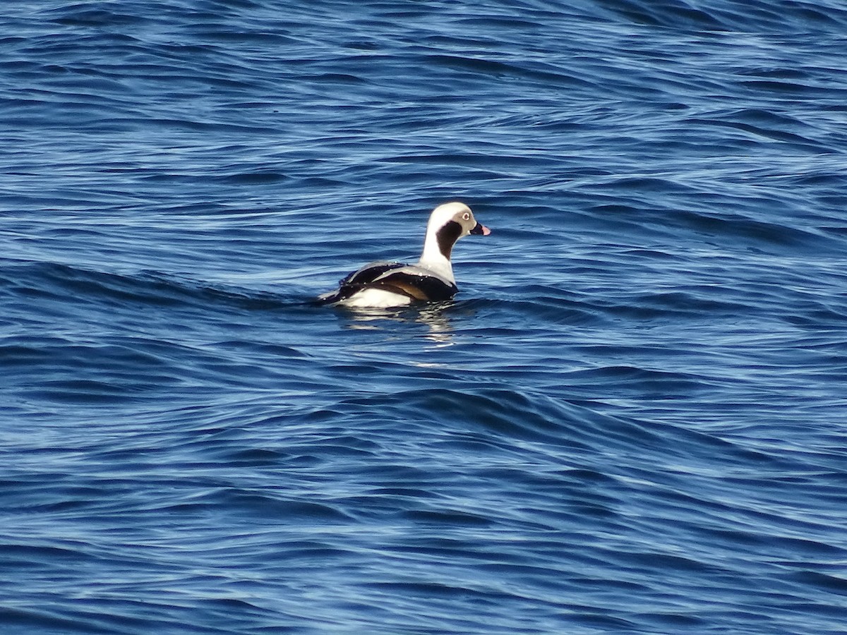 Long-tailed Duck - ML613529117