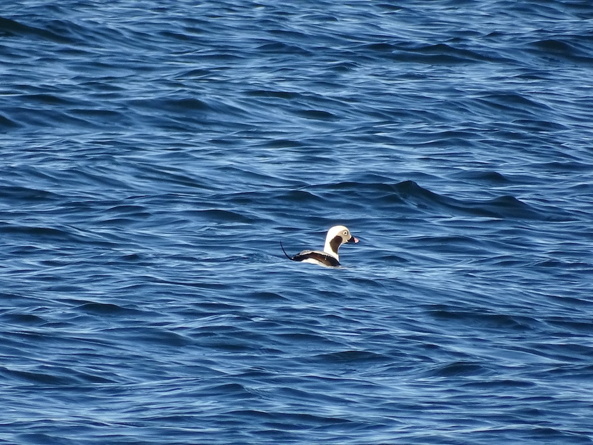 Long-tailed Duck - ML613529118