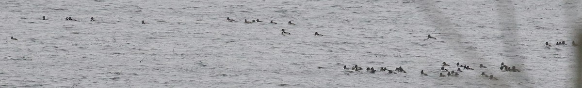 Ring-necked Duck - Rick Brigham